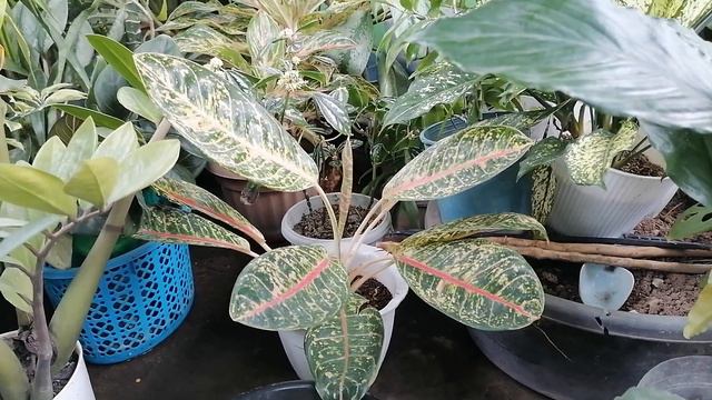 Lucky Plants for Good Fortune and Healthy Living смотреть онлайн