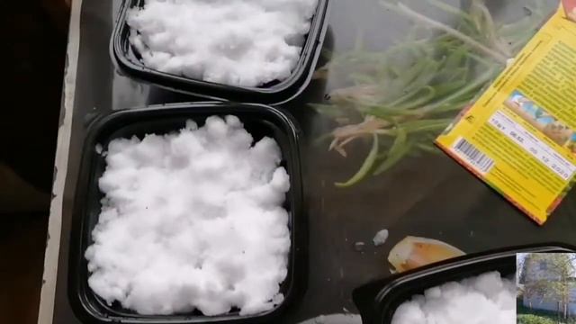 Земляника Медовый вкус F1 и Искушение F1 смотреть онлайн