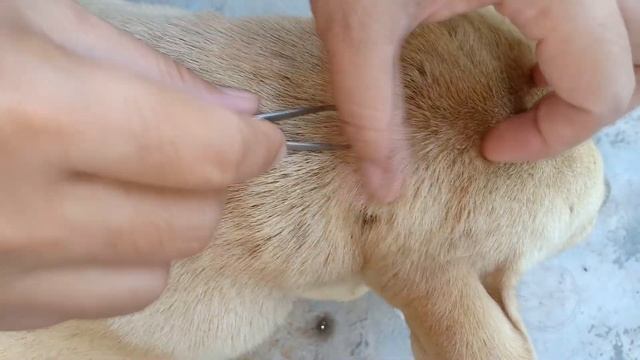 OMG! 2 big fat ticks bite poor dog, thanks for helping remove those ticks from poor dog смотреть онлайн