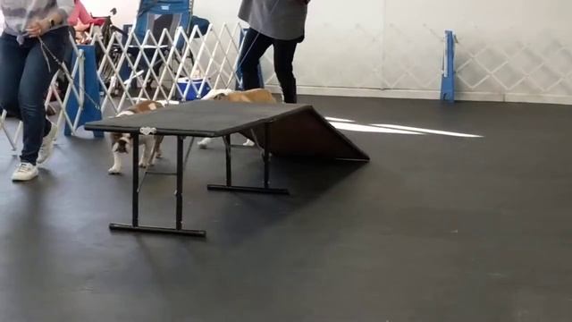 Bulldog Club of NJ Puppy Match Best Puppy in Match смотреть онлайн