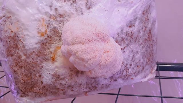 Kaip Auga Liūto Karčiai. Grybu Auginimas Namuose