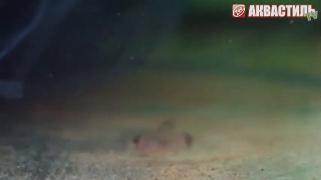 Сомик панда Разведение кормление содержание Аквариумные рыбки Аквариумистика смотреть онлайн