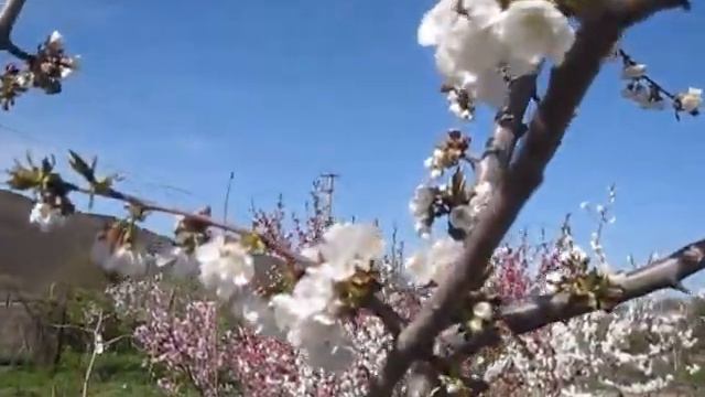 Цветение черешни смотреть онлайн