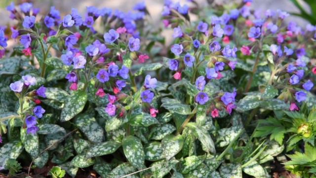 Цветы весны смотреть онлайн