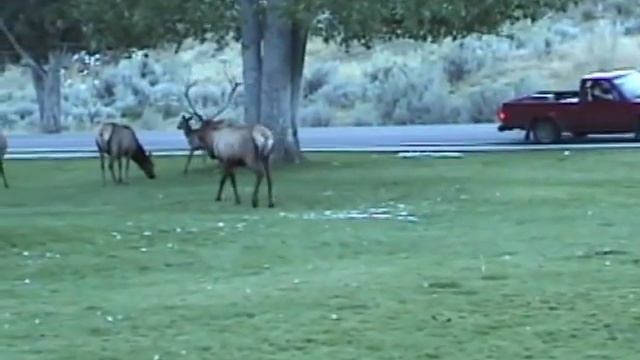 Bull Elk Ramming Cars In Yellowstone