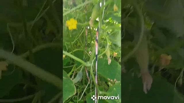 супер подкормка для огурцов шоша и гоша смотреть онлайн