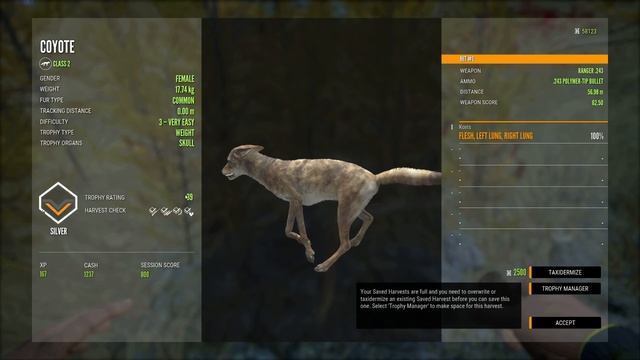 Hunter: Call of the Wild - the Hunt for Gold - Coyote смотреть онлайн