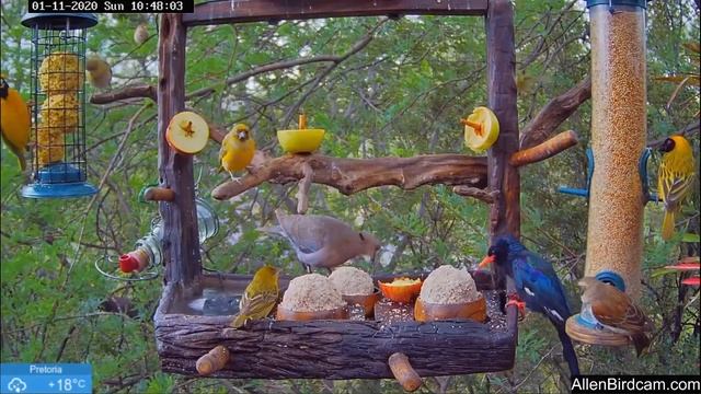 Зелёный лесной удод. ЮАР .Phoeniculus purpureus.Интересно кушает ) смотреть онлайн