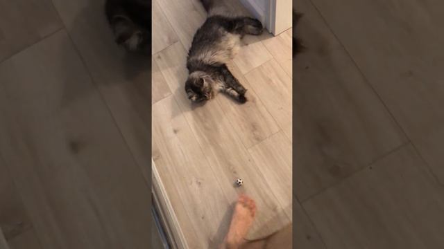 Кошка Мейн-Кун играет в футбол / Maine coon plays football смотреть онлайн