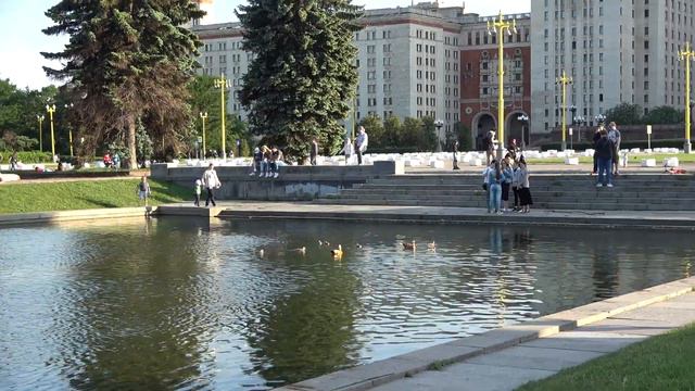 Утятам живущим в фонтане МГУ не дают выбраться на сушу. Съемки 15.06.20. смотреть онлайн