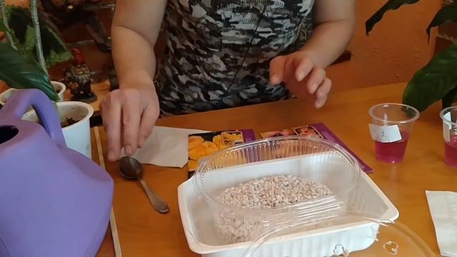 ПОСЕВ СЕМЯН АДЕНИУМА. смотреть онлайн