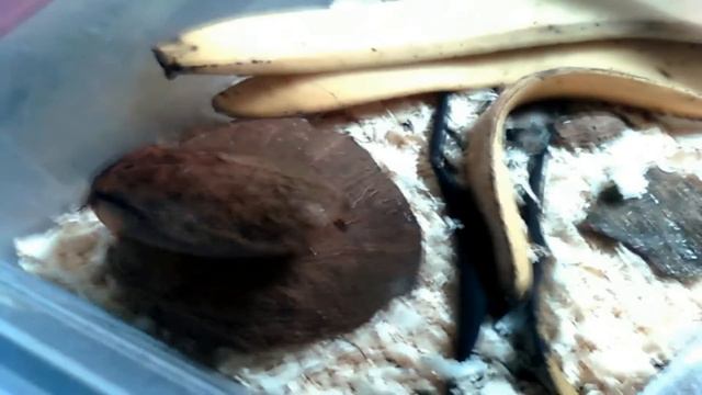 тараканы мертвая голова (Cockroaches dead head) смотреть онлайн