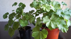 Сульфат магния для герани. Магнезия для пеларгоний.