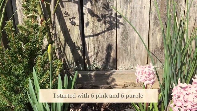 Hyacinth Blooming in March смотреть онлайн