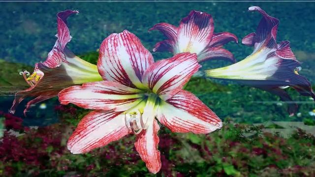 Аффирмации изобилия и процветания смотреть онлайн