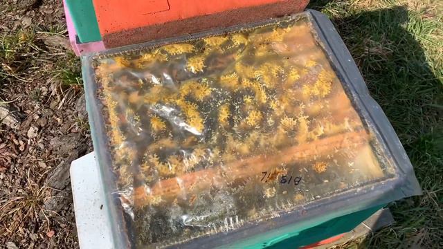 Две Матки в улье 26.03.21 весенний осмотр. смотреть онлайн