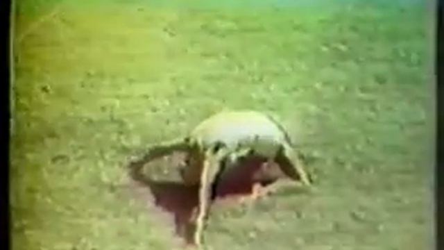 竹本正男 Takemoto Masao (JPN) 1952 FX optional Triumphal Return Exhibition after Olympic Games смотреть онлайн