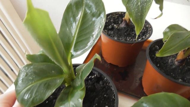 Как вырастить банан в домашних условиях.Часть4 смотреть онлайн