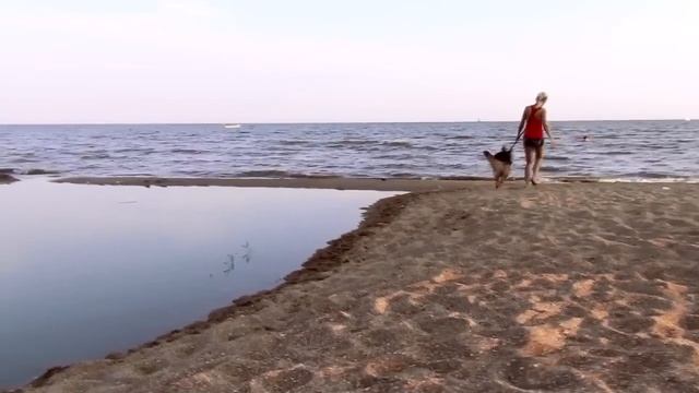 1/2" Wide Multi Functional Police Dog Leash - Learn How to Use it in Full смотреть онлайн