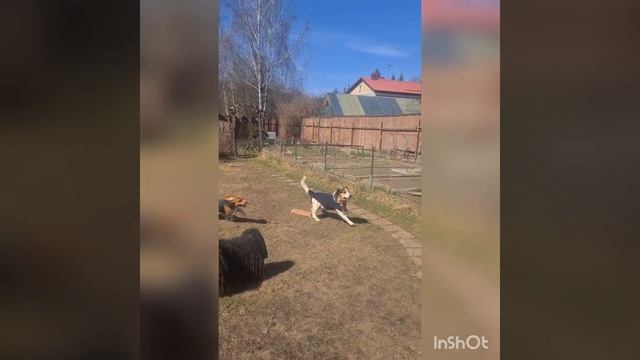 Администратор зоогостиницы предупреждает: инвентарь не трогать!?