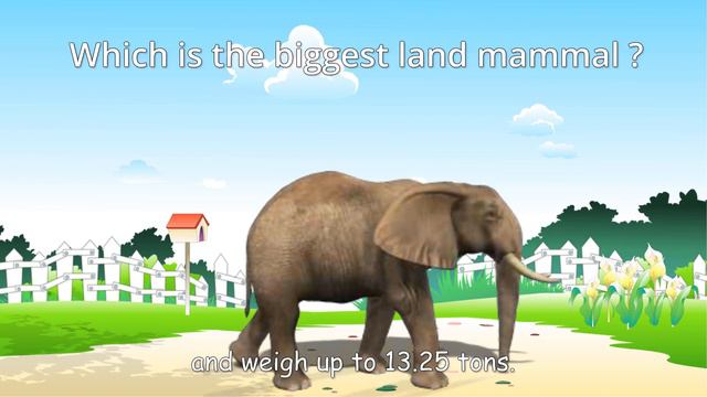 Facts About Mammal | Facts Video For Kids | Mammals And Their Facts | Mammals Facts With Subtitle