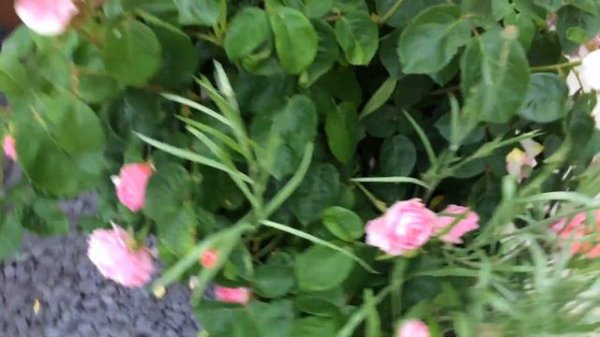 Eustacia Vye rose looking beautiful today | David Austin Rose