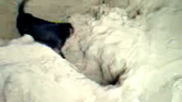 собака копает