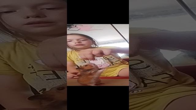 как научить хомяка команде смотреть онлайн