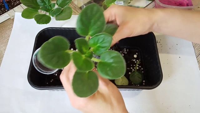 Как быстро приучить купленные фиалки к своим условиям? Посадка новых деток фиалки. Мой опыт. смотреть онлайн