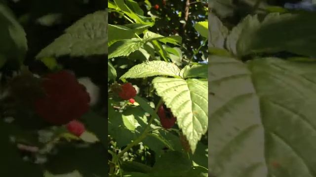 Звуки деревни смотреть онлайн