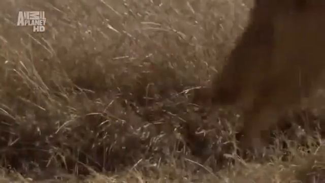 Планета Мутантов Австралия Невероятные Животные Нашей Планеты! Animal Planet