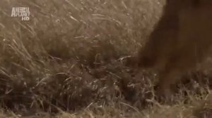 Планета Мутантов Австралия Невероятные Животные Нашей Планеты! Animal Planet