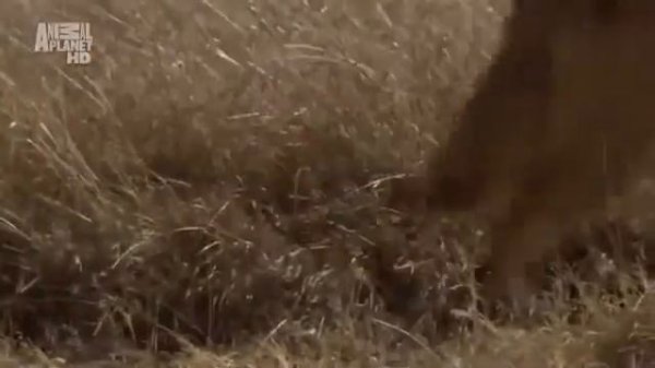 Планета Мутантов Австралия Невероятные Животные Нашей Планеты! Animal Planet