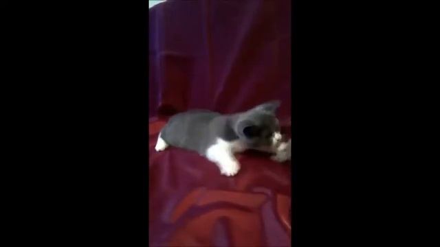 Кошечка Афина. Окрас голубой биколор. Британский котенок из питомника. смотреть онлайн