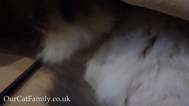 Gorgeous Blue Eyes Ragdoll Blue Point Cat is Hiding in a Box - PLEASE SUBSCRIBE смотреть онлайн