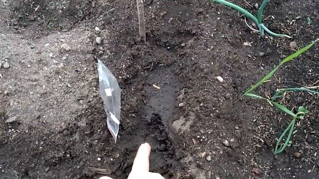 Посеяла  семяна Азимины трилобы в теплицу 01.06.2019