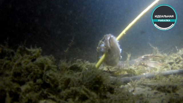 Ловим раков руками (подводная съёмка) смотреть онлайн