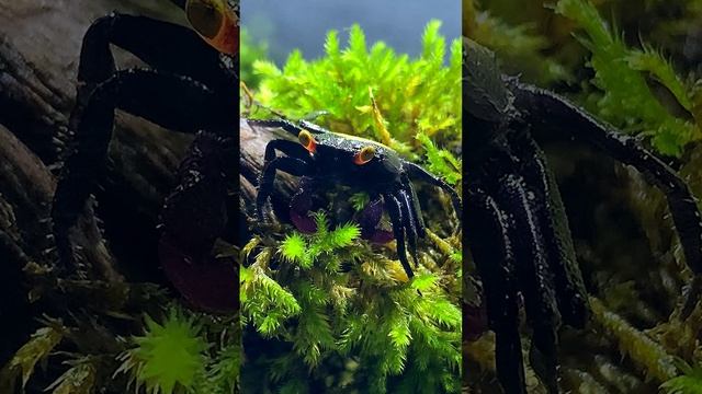 Уход за крабом смотреть на #рутубе