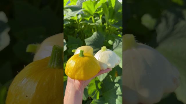 Патиссоны «Чебурашка» и «Солнышко» #shorts смотреть онлайн