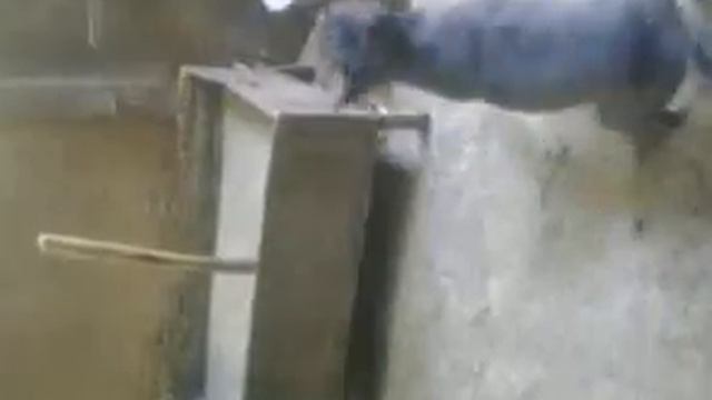 Pitbuuuuuuuul.3gp смотреть онлайн