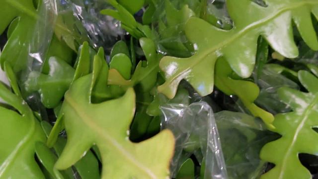 👁️ Plant Shopping & Houseplant Haul 🌱 Vibe with me @ Tiny Flower смотреть онлайн