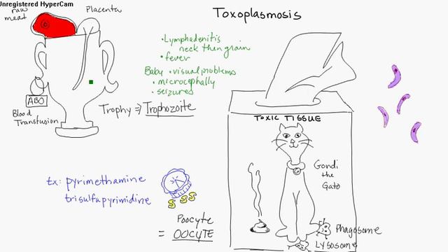 Toxoplasmosis.avi смотреть онлайн