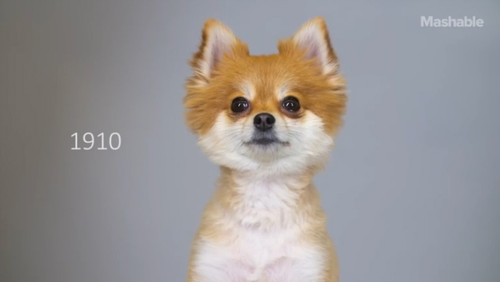 100 лет перемен померанского шпица за 60 секунд смотреть онлайн