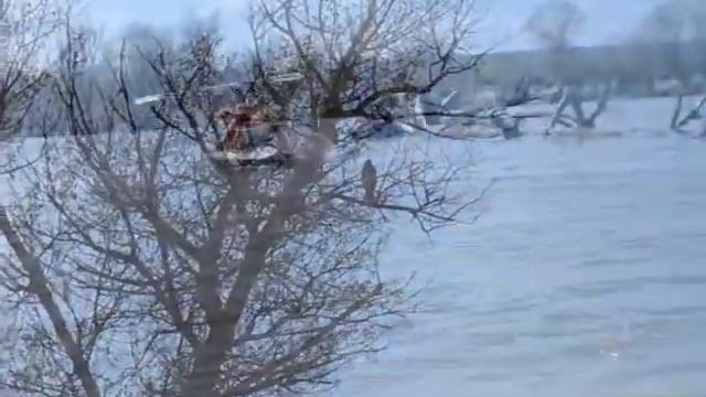 Анатолий Киреев - 