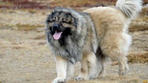 Гампр VS Кавказская овчарка. Кто сильнее? Сравнение волкодавов.