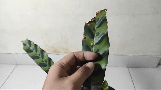 Review Keindahan Tanaman Calathea Bulu Ayam смотреть онлайн