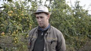 Груша Каратаевская в северном саду