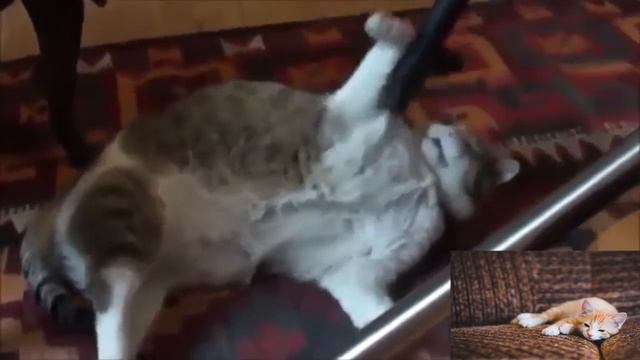 Котэ и пылесос 5 смотреть онлайн