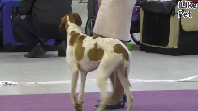 Английский пойнтер на ilikepet. Особенности породы, уход смотреть онлайн