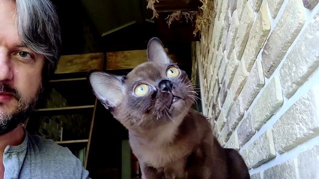 #БУРМАНАФАНЯ / Американская Бурма / Соболиный / Burmese смотреть онлайн